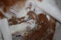 kittens 016